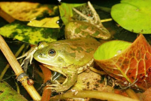 Парадоксальна жаба і його незвичайні імена Парадоксальна жаба і його незвичайні імена